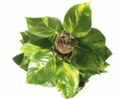 FLORASELF Drakenklimop Scindapsus Aureum Potmaat Ø 15.0 Cm H 60-65 Cm -FLORASELF Verkoop DV 8 5591523 03 4c DE 20151103181416