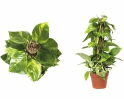 FLORASELF Drakenklimop Scindapsus Aureum Potmaat Ø 15.0 Cm H 60-65 Cm -FLORASELF Verkoop DV 8 5591523 04 4c DE 20151103181356