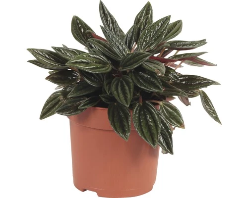 Peperomie, Dwergpeper FloraSelf Peperomia Rosso H 15-20 Cm Ø 10,5 Cm Pot 4 Peperomie, Dwergpeper FloraSelf Peperomia Rosso H 15-20 Cm Ø 10,5 Cm Pot - Afbeelding 2