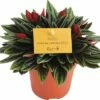 Peperomie, Dwergpeper FloraSelf Peperomia Rosso H 15-20 Cm Ø 10,5 Cm Pot 2 Peperomie, Dwergpeper FloraSelf Peperomia Rosso H 15-20 Cm Ø 10,5 Cm Pot -FLORASELF Verkoop DV 8 5591555 02 4c NL 20161011095232