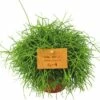 Koraalcactus, Staafcactus FloraSelf Rhipsalis Rhipsalis Cassutha H 15-20 Cm Ø 10,05 Cm Pot -FLORASELF Verkoop DV 8 5591558 02 4c NL 20161011100802