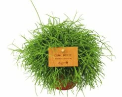 Koraalcactus, Staafcactus FloraSelf Rhipsalis Rhipsalis Cassutha H 15-20 Cm Ø 10,05 Cm Pot