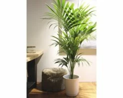 FLORASELF Kentiapalm Howea Forsteriana Potmaat Ø 27 Cm H 180-190 Cm -FLORASELF Verkoop DV 8 5591562 02 4c DE 20151102181504