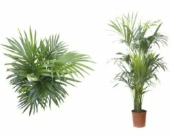 FLORASELF Kentiapalm Howea Forsteriana Potmaat Ø 27 Cm H 180-190 Cm -FLORASELF Verkoop DV 8 5591562 03 4c DE 20151103183841