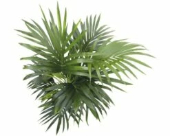 FLORASELF Kentiapalm Howea Forsteriana Potmaat Ø 27 Cm H 180-190 Cm -FLORASELF Verkoop DV 8 5591562 04 4c DE 20151103182807