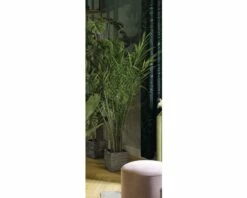 FLORASELF Kentiapalm Howea Forsteriana Potmaat Ø 27 Cm H 180-190 Cm -FLORASELF Verkoop DV 8 5591562 05 4c DE 20201208051651