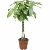 FLORASELF Geldboom Pachira Gevlochten Stam Potmaat Ø 24 Cm H 120 Cm -FLORASELF Verkoop DV 8 5591563 01 4c NL 20230118051759