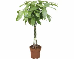 FLORASELF Geldboom Pachira Gevlochten Stam Potmaat Ø 24 Cm H 120 Cm