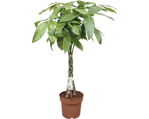 FLORASELF Geldboom Pachira Gevlochten Stam Potmaat Ø 24 Cm H 120 Cm 3 FLORASELF Geldboom Pachira Gevlochten Stam Potmaat Ø 24 Cm H 120 Cm