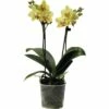FLORASELF Vlinderorchidee Phalaenopsis-Cultivars Potmaat Ø 9.0 Cm H 35-45 Cm -FLORASELF Verkoop DV 8 5615739 01 4c DE 20190829184656