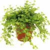 FLORASELF Watermeloenplant Peperomia Rotundifolia Potmaat Ø 12 Cm H 20 Cm -FLORASELF Verkoop DV 8 5642746 01 4c NL 20230118051759