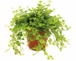 FLORASELF Watermeloenplant Peperomia Rotundifolia Potmaat Ø 12 Cm H 20 Cm