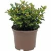 FLORASELF® Blauwe Hulst Ilex Meserveae 'Little Rascal' Potmaat Ø20 Cm 1 FLORASELF® Blauwe Hulst Ilex Meserveae 'Little Rascal' Potmaat Ø20 Cm -FLORASELF Verkoop DV 8 5708189 01 4c DE 20190130092831
