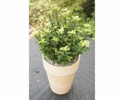 FLORASELF® Blauwe Hulst Ilex Meserveae 'Little Rascal' Potmaat Ø20 Cm -FLORASELF Verkoop DV 8 5708189 02 4c DE 20200311072715