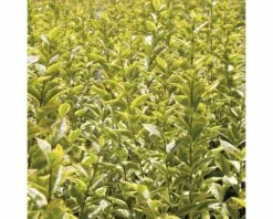 FLORASELF® Haagliguster Ligustrum Ovalifolium Potmaat Ø 29 Cm -FLORASELF Verkoop DV 8 5717696 02 4c DE 20200330154659