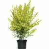 FLORASELF® Haagliguster Ligustrum Ovalifolium Potmaat Ø 29 Cm -FLORASELF Verkoop DV 8 5717696 03 4c DE 20200330154659