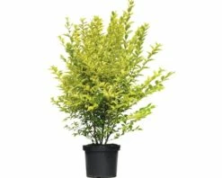 FLORASELF® Haagliguster Ligustrum Ovalifolium Potmaat Ø 29 Cm