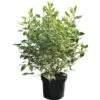 FLORASELF Kornoelje Cornus Alba 'Ivory Halo' Potmaat Ø 29 Cm H 80-100 Cm -FLORASELF Verkoop DV 8 5717697 01 4c DE 20200220110130