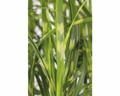 FLORASELF Prachtriet Miscanthus Sinensis 'Goldbreeze' Potmaat Ø 19 Cm H 10-80 Cm -FLORASELF Verkoop DV 8 5717752 02 4c CH 20210113094659