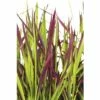 FLORASELF Japans Bloedgras Imperata Cylindrica Var, Koenig 'Red Baron' Potmaat Ø 14 Cm H 5-15 Cm -FLORASELF Verkoop DV 8 5717753 01 4c DE 20210113091658