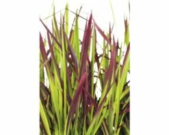 FLORASELF Japans Bloedgras Imperata Cylindrica Var, Koenig 'Red Baron' Potmaat Ø 14 Cm H 5-15 Cm