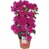 FLORASELF Bougainvillea Bougainvillea Sanderare Potmaat Ø 23 Cm H 70-80 Cm -FLORASELF Verkoop DV 8 5724474 01 4c DE 20170328230649