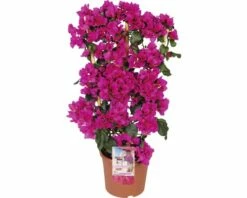 FLORASELF Bougainvillea Bougainvillea Sanderare Potmaat Ø 23 Cm H 70-80 Cm