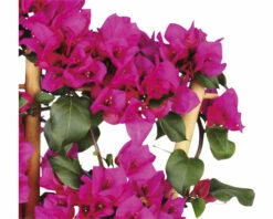 FLORASELF Bougainvillea Bougainvillea Sanderare Potmaat Ø 21 Cm H 40-50 Cm -FLORASELF Verkoop DV 8 5724475 03 4c RO 20210610101751
