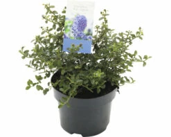 FLORASELF Amerikaanse Sering Ceanothys Thyrsiflorus Var. Repens Potmaat Ø 17 Cm H 15-25 Cm