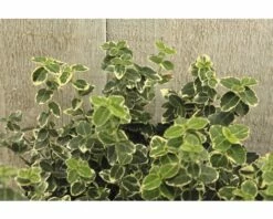 FLORASELF Japanse Kardinaalshoed Eunonymus Fortunei Emerald Gaiety Potmaat Ø 9 Cm Per 6 St