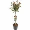 FLORASELF® Photinia Little Red Robin Op Stam -FLORASELF Verkoop DV 8 5730072 01 4c NL 20171101001303