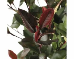 FLORASELF® Photinia Little Red Robin Op Stam -FLORASELF Verkoop DV 8 5730072 02 4c NL 20171031135150
