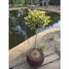 FLORASELF® Japanse Kardinaalshoed Euonymus Japonicus 'Marieke' -FLORASELF Verkoop DV 8 5730084 02 4c NL 20170607165423