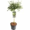 FLORASELF® Amerikaanse Sering Op Stam Ceanothus Thyrsiflorus Var. Repens Lichtblauw -FLORASELF Verkoop DV 8 5730096 01 4c NL 20171101002144