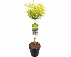 FLORASELF® Bontbladige Kardinaalshoed Euonymus Fortunei 'Emerald 'n Gold' -FLORASELF Verkoop DV 8 5730104 01 4c NL 20170606142958