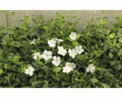 FLORASELF Kleine Maagdenpalm Vinca Minor Gertrude Jekyll Potmaat Ø 9 Cm Per 6 St