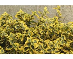 FLORASELF Japans Kardinaalshoed Eunonymus Fortunei Emerald In Gold Potmaat Ø 9 Cm Per 6 St