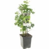 FLORASELF Braam Rubus Fru, 'Thornless Evergreen' Potmaat Ø 18 Cm H 25 Cm