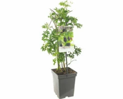 FLORASELF Braam Rubus Fru, 'Thornless Evergreen' Potmaat Ø 18 Cm H 25 Cm