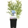 FLORASELF Blauwe Bes Vaccinium Cor 'Bluecrop' Ø 18 Cm