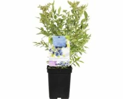 FLORASELF Blauwe Bes Vaccinium Cor 'Bluecrop' Ø 18 Cm