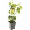 FLORASELF Witte Druif Vitis 'Himrod' Potmaat Ø 18 Cm H 25 Cm 2 FLORASELF Witte Druif Vitis 'Himrod' Potmaat Ø 18 Cm H 25 Cm -FLORASELF Verkoop DV 8 5736915 01 4c NL 20220507221701