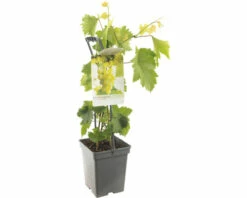 FLORASELF Witte Druif Vitis 'Himrod' Potmaat Ø 18 Cm H 25 Cm