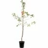 FLORASELF Appelboom Malus Domestica Rode Jonagold -FLORASELF Verkoop DV 8 5736917 01 4c NL 20170609203913