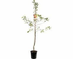 FLORASELF Appelboom Malus Domestica Rode Jonagold