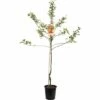 FLORASELF Appelboom Malus Domestica Pinova 2 FLORASELF Appelboom Malus Domestica Pinova -FLORASELF Verkoop DV 8 5736918 01 4c NL 20170609204043