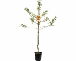 FLORASELF Appelboom Malus Domestica Pinova