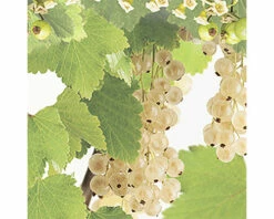 FLORASELF Witte Aalbes Ribes Rubrum 'White Pearl' Potmaat Ø 18 Cm H 25 Cm -FLORASELF Verkoop DV 8 5736922 02 4c NL 20210225131659