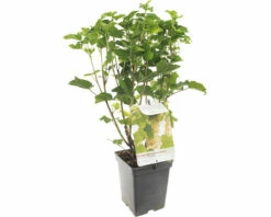 FLORASELF Witte Aalbes Ribes Rubrum 'White Pearl' Potmaat Ø 18 Cm H 25 Cm