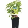 FLORASELF Zwarte Bes Ribes 'Nigrum' Ø 18 Cm -FLORASELF Verkoop DV 8 5736923 02 4c NL 20180502193445